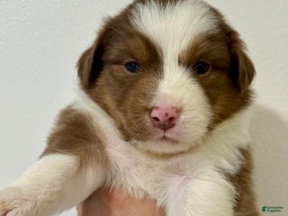 Australian Shepherd dogs - Ad 22
