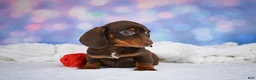 Miniature Dachshund dogs for sale: Maggie - Ad 4