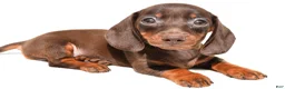 Dachshund dogs for sale: Royal - Ad 6
