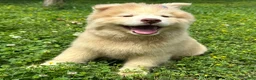 Siberian Husky dogs for sale: RAYA - Ad 3
