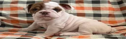 English Bulldog dogs for sale: Precious girl  - Ad 2