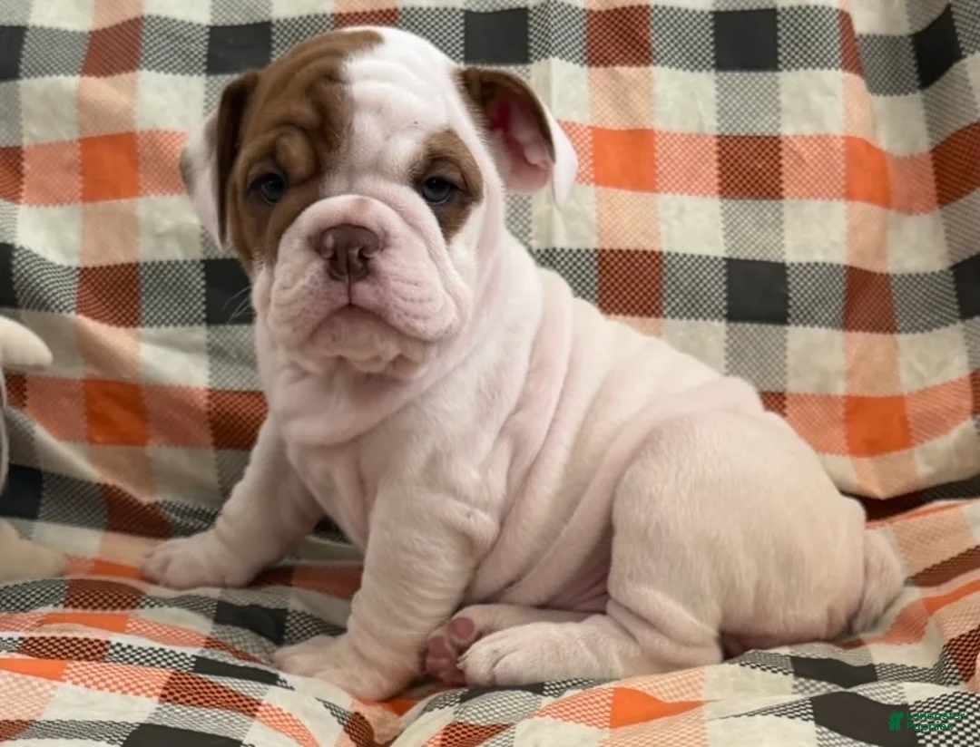 English Bulldog dogs for sale: Precious girl  - Ad 2