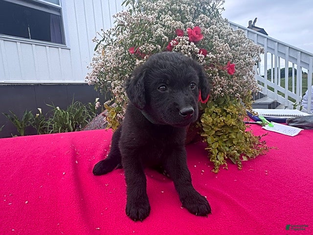 Mixed Breed dogs Debbie - Ad 1