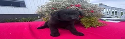 Mixed Breed dogs for sale: Debbie - Ad 1