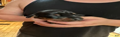 Sampson 
