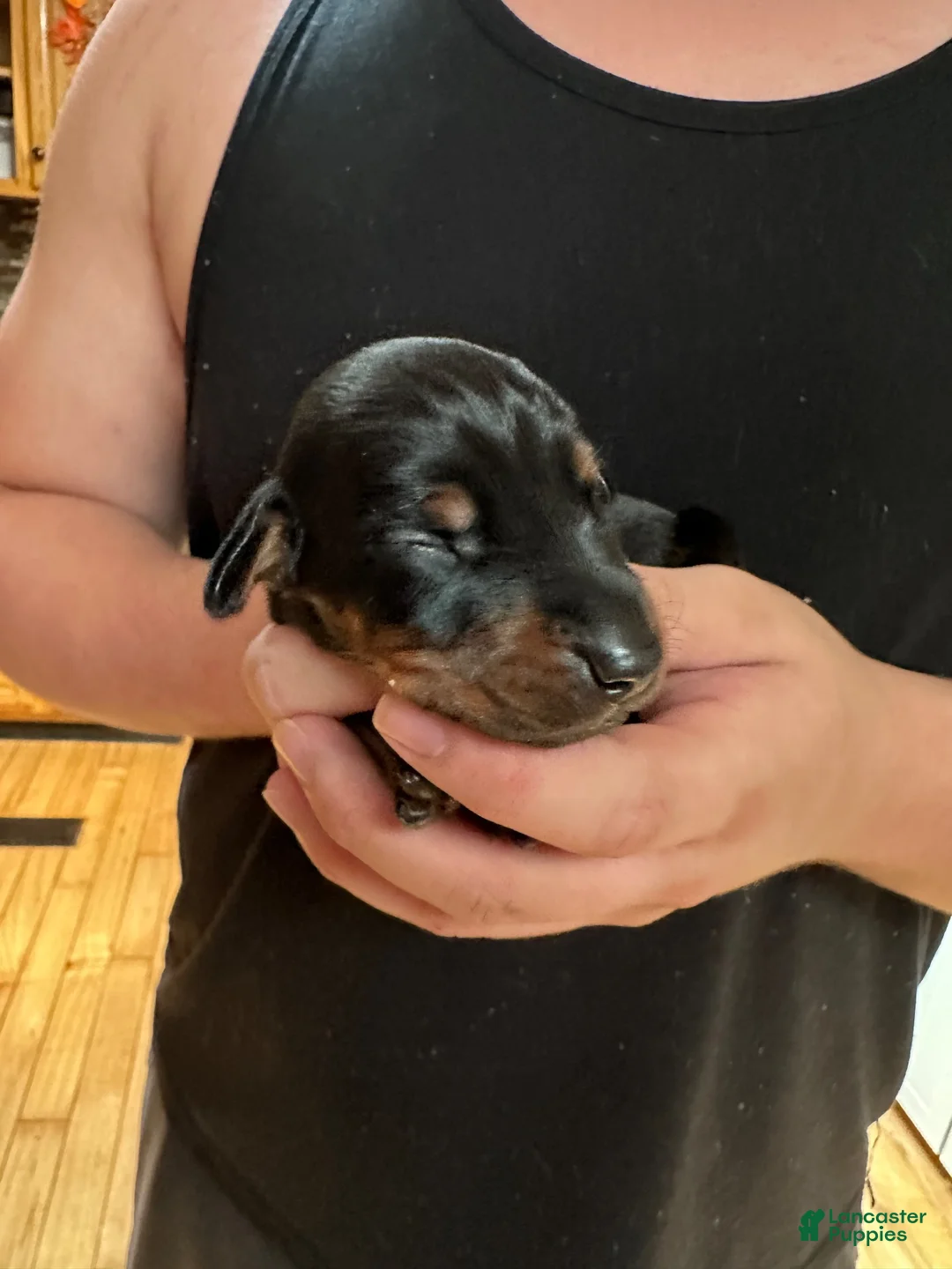 Doberman Pinscher dogs for sale: Sampson  - Ad 1