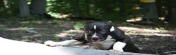 American Bully dogs for sale: Jet - Ad 6