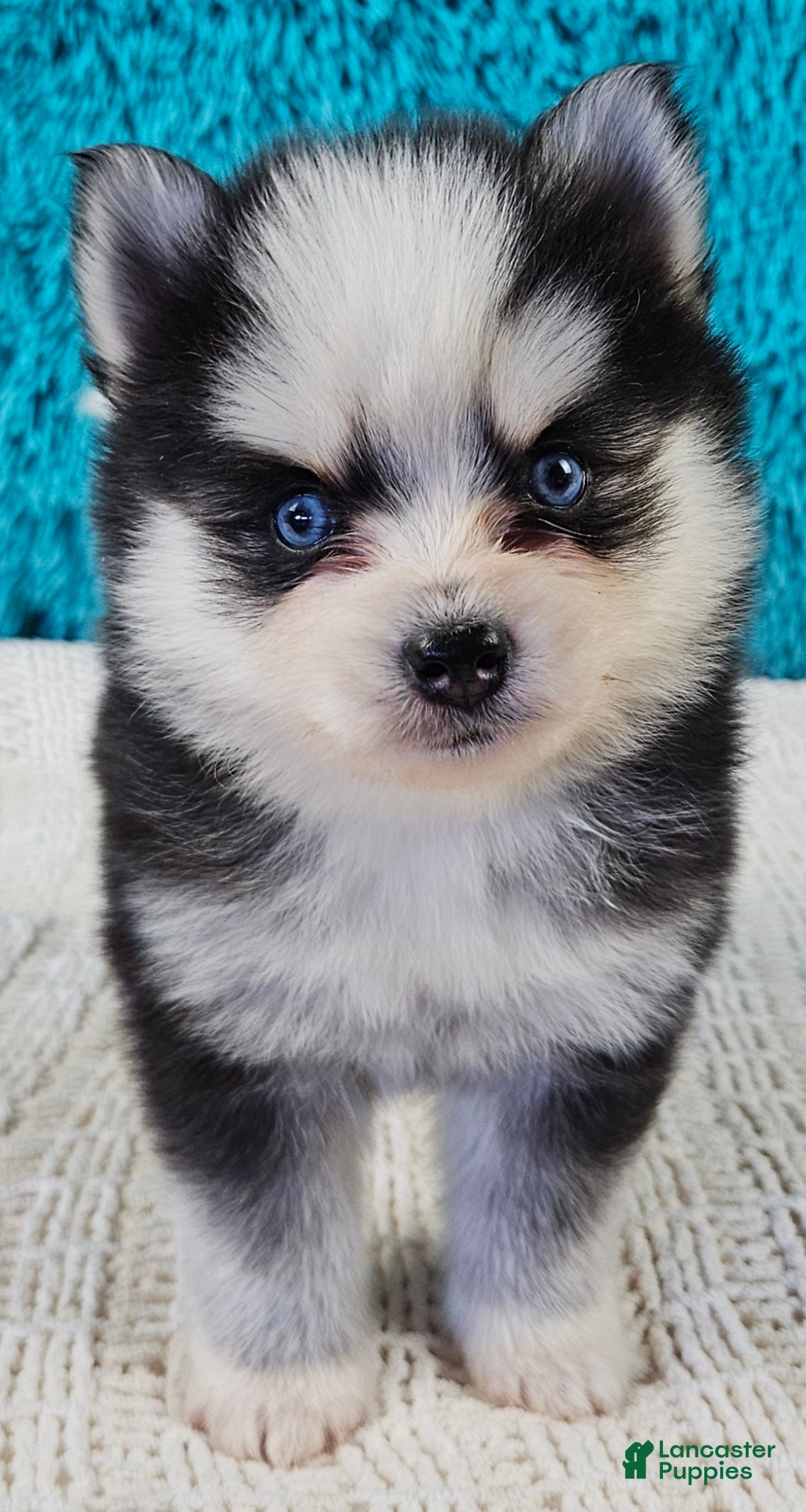 Pomsky dogs Porter  - Ad 1