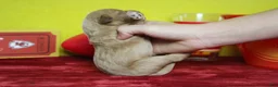 Goldendoodle dogs for sale: Sparky  - Ad 8