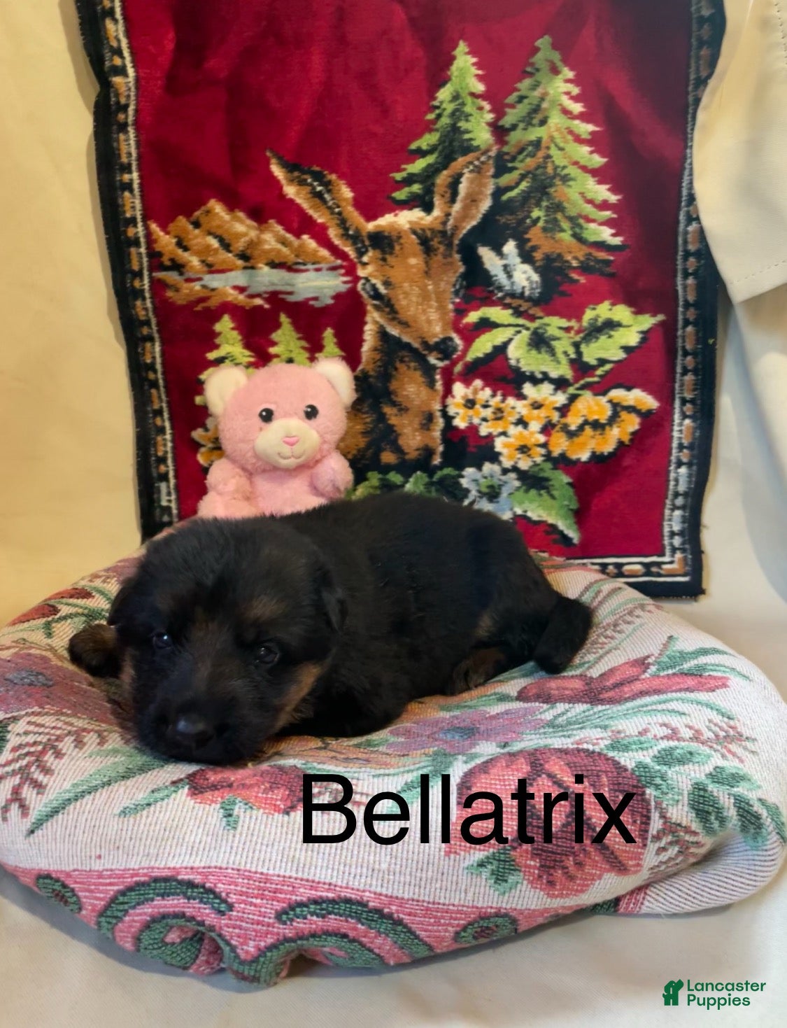 German Shepherd dogs Bellatrix - Ad 2