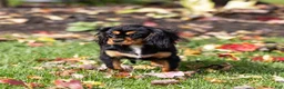 Cavalier King Charles Spaniel dogs for sale: Butch - Ad 1