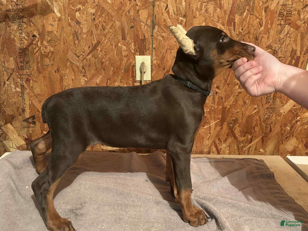 Doberman Pinscher dogs for sale: Red girl black collar - Ad 1