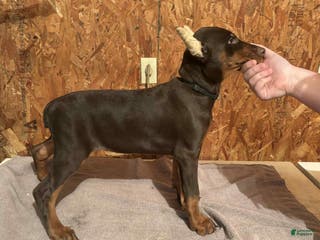 Doberman Pinscher dogs Red girl black collar - Ad 15
