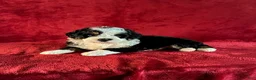 Mini Bernedoodle dogs for sale: Travis - Ad 1