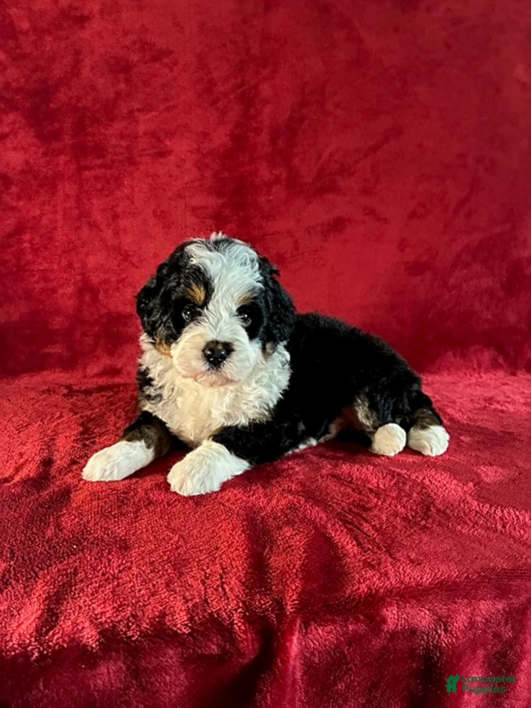 Mini Bernedoodle dogs for sale: Travis - Ad 1