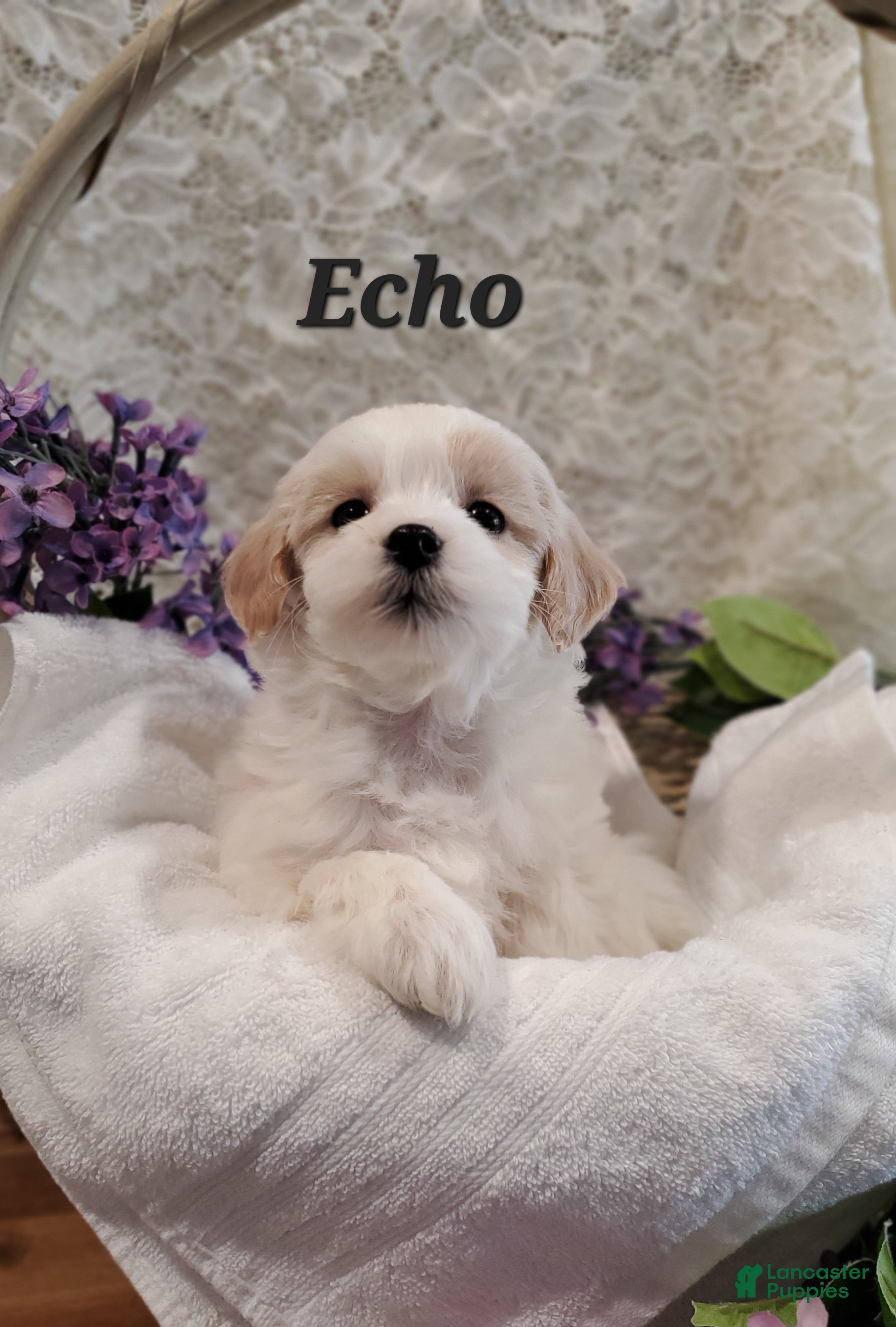 Mixed Breed dogs Echo  - Ad 15