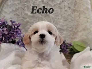 Mixed Breed dogs Echo - Ad 15