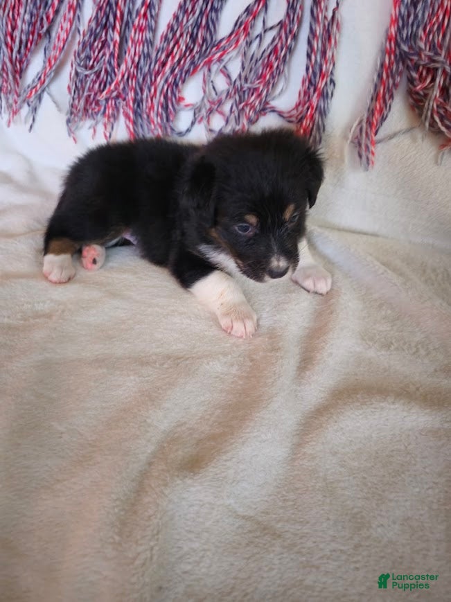 Australian Shepherd dogs Little J - Ad 9