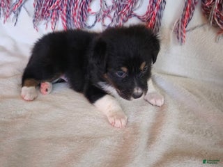 Australian Shepherd dogs Little J - Ad 12