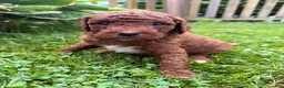 Mini Goldendoodle dogs for sale: Dahlia - Ad 9