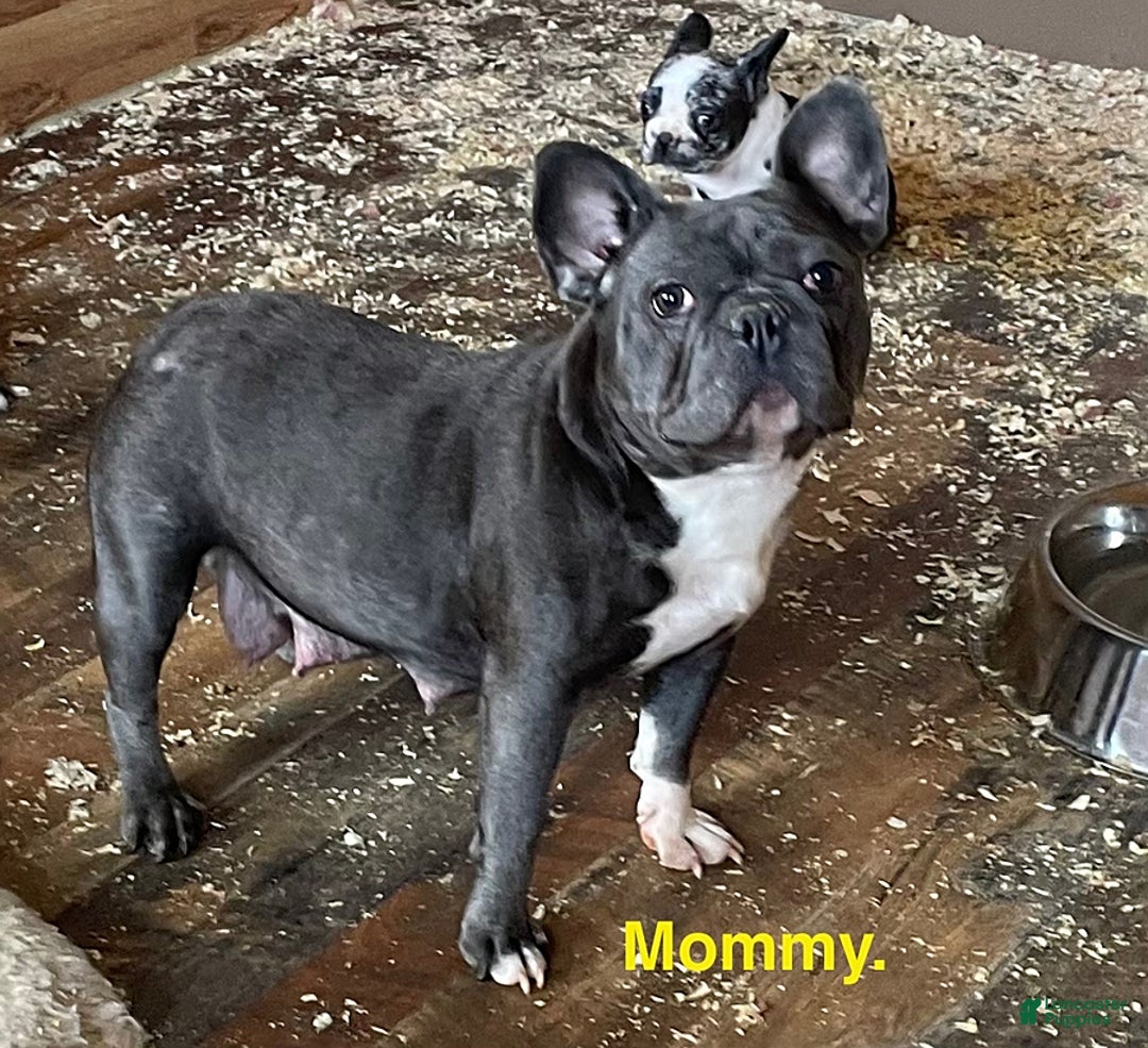 French Bulldog dogs for sale: Bruce - Ad 2
