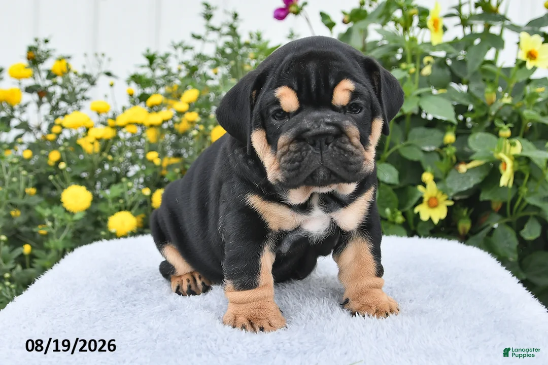 English Bulldog dogs for sale: Peggy - Ad 1