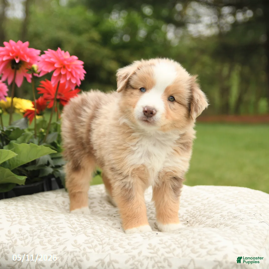Miniature Australian Shepherd dogs for sale: Sherwin - Ad 1