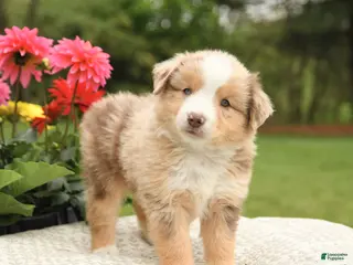 Miniature Australian Shepherd dogs for sale: Sherwin - Ad 3