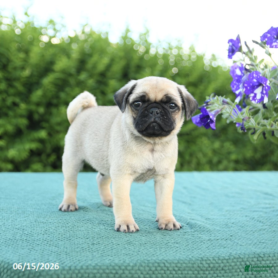 Pug dogs Jason - Ad 1