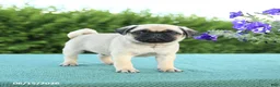 Pug dogs for sale: Jason - Ad 1
