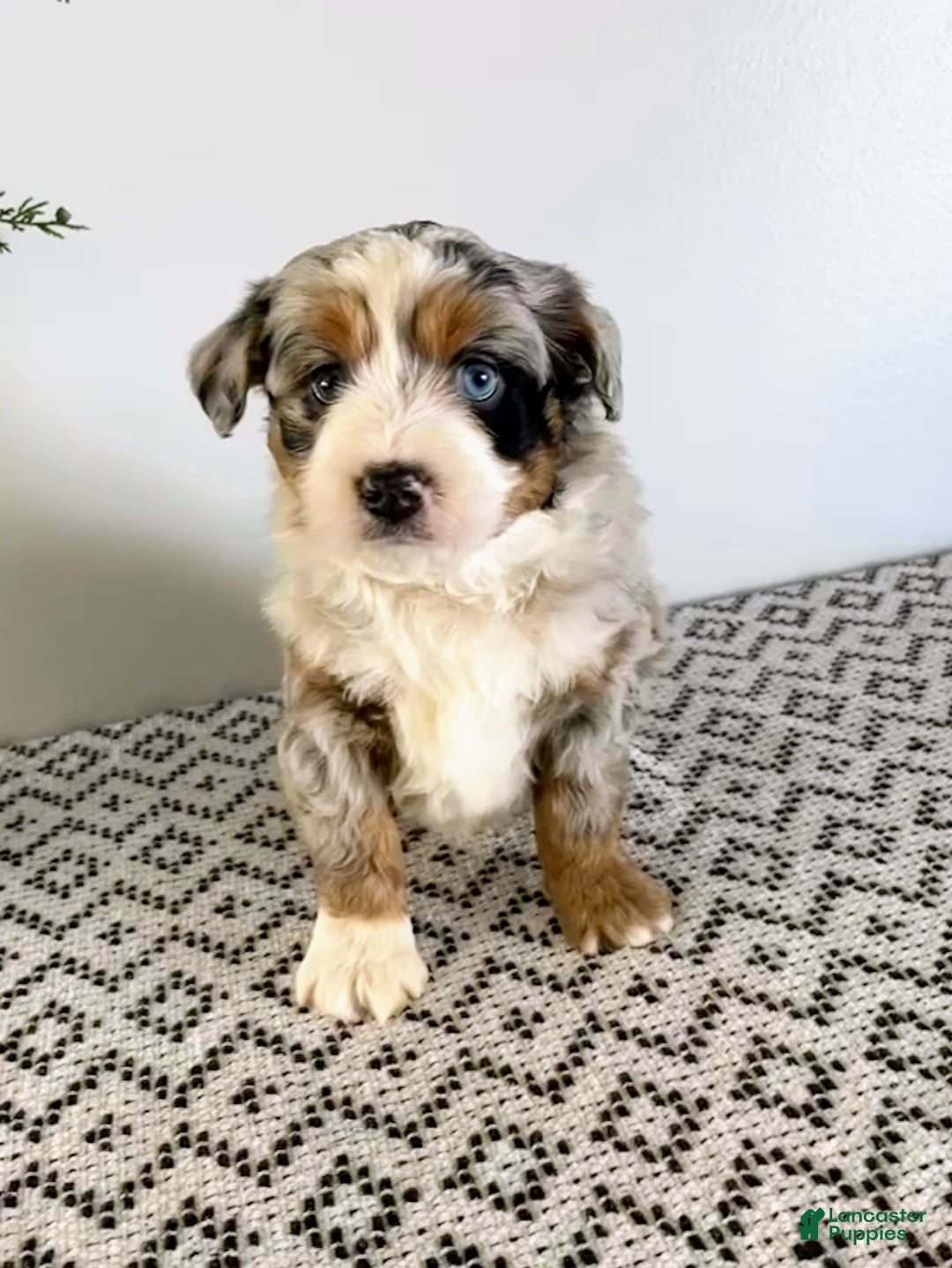Mini Aussiedoodle dogs for sale: Barkley - Ad 8