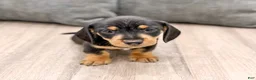 Miniature Dachshund dogs for sale: Mason - Ad 8