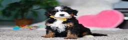 Mini Bernedoodle dogs for sale: Jasper - Ad 3