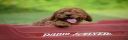 Cavapoo dogs for sale: Dandy - Ad 2
