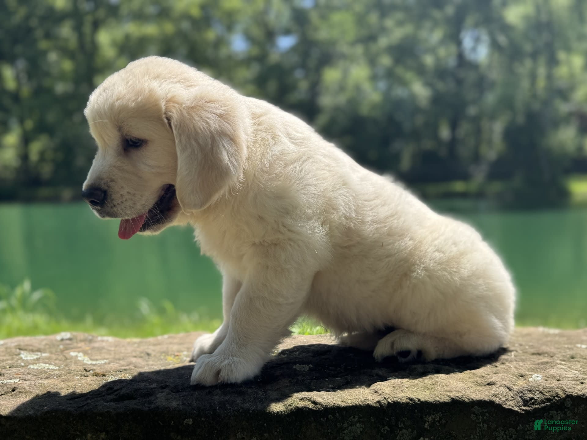 Labrador Retriever Sheepdogs For Sale In Munster Done Deal Puppies