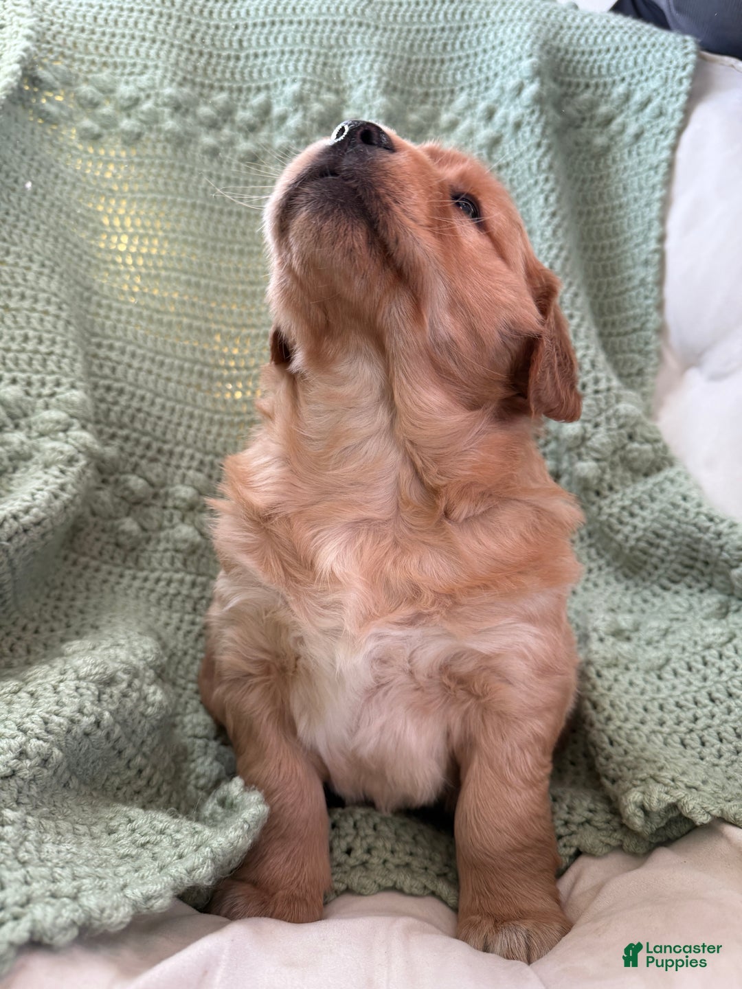 Golden Retriever dogs for sale: Samantha - Ad 5