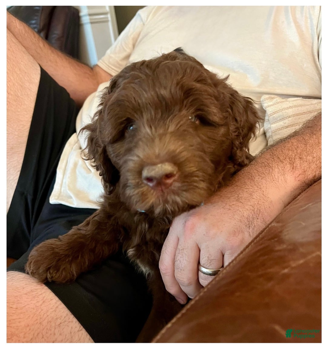 Mixed Breed dogs for sale: Doubledoodle Male Puppy - Ad 6
