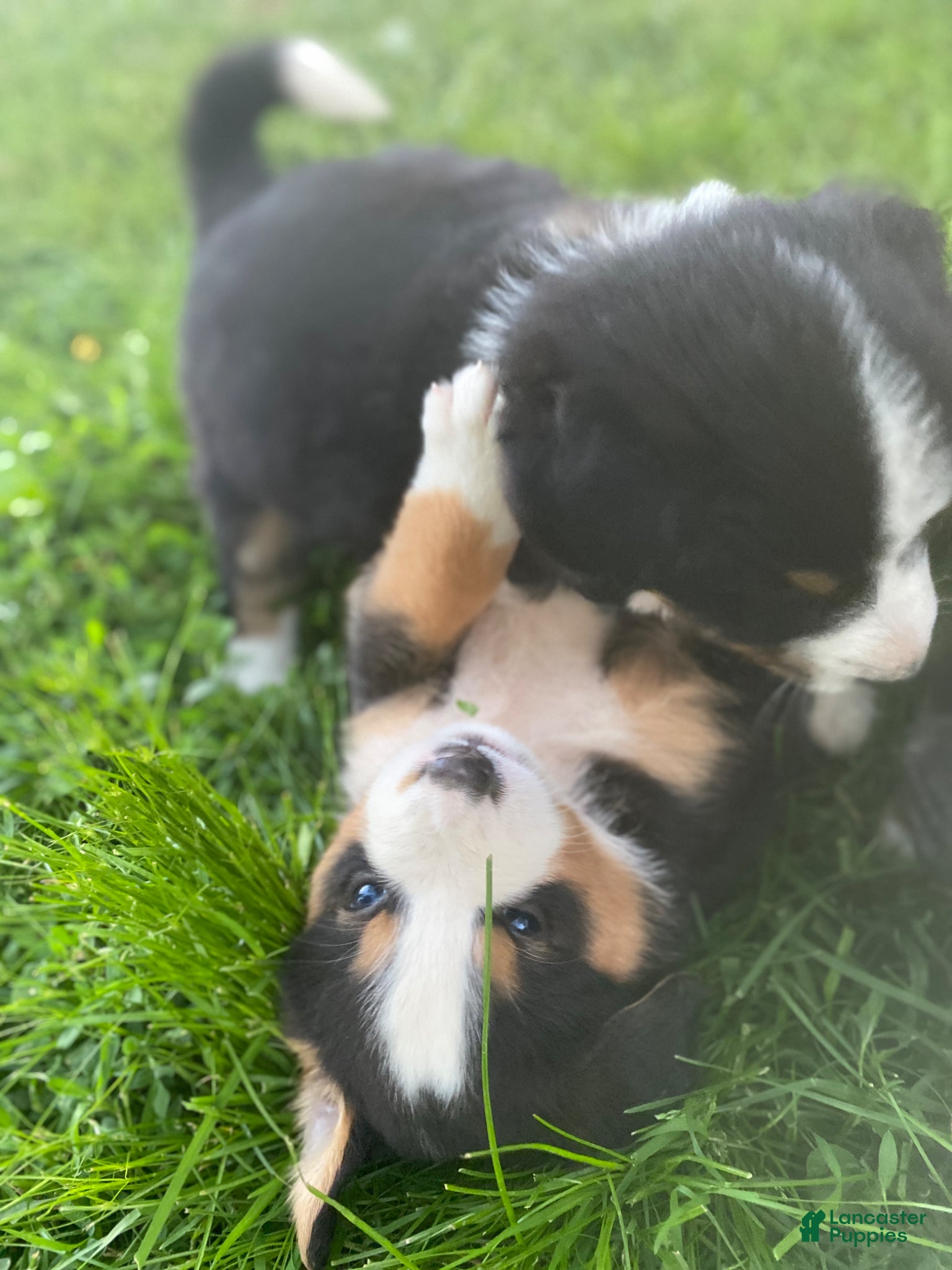 Mixed Breed dogs for sale: ♥️BABY BEAR♥️ - Ad 25