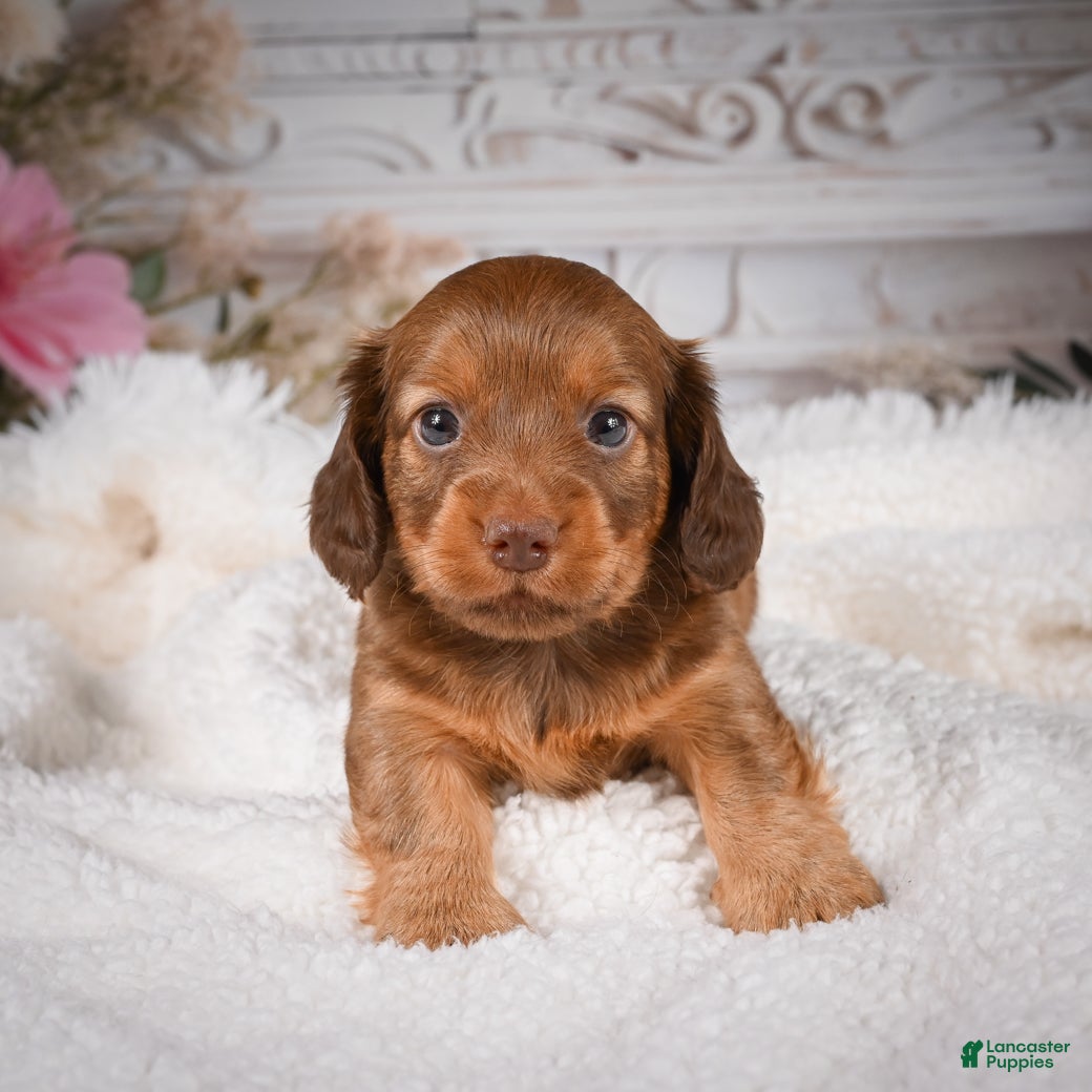 Miniature Dachshund dogs AKC-Kobi - Ad 2