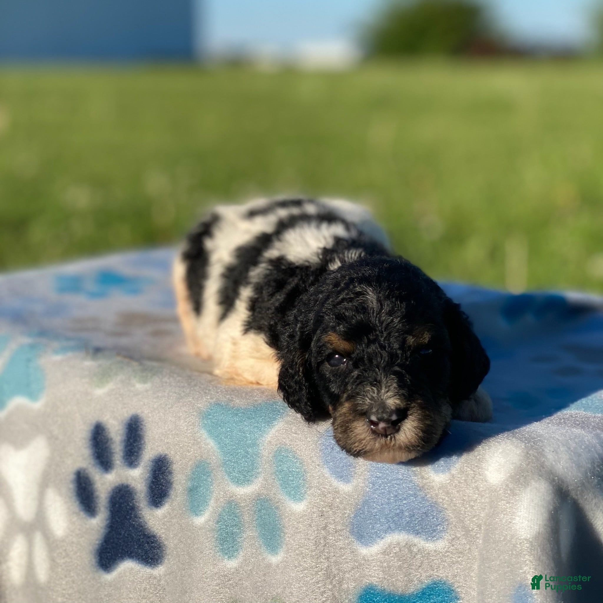 Standard Poodle dogs Aspen - Ad 38