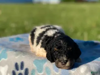Standard Poodle dogs Aspen - Ad 38
