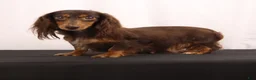 Dachshund dogs for sale: Duke - Ad 20