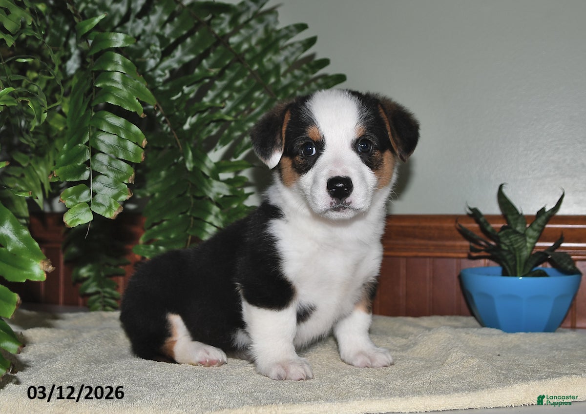 Welsh Corgi Pembroke dogs Sally - Ad 1