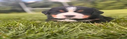 Bernese Mountain Dog dogs for sale: Bear - Ad 4