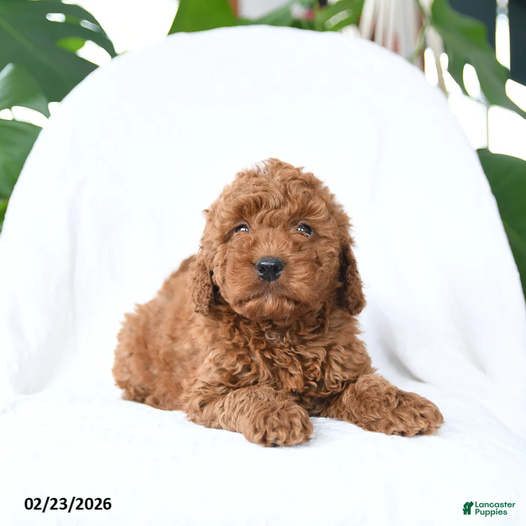 Mini Goldendoodle dogs for sale: Tag - Ad 3