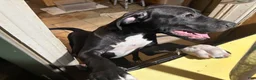 Mixed Breed dogs for sale: Mixed Breed 3 - Ad 1