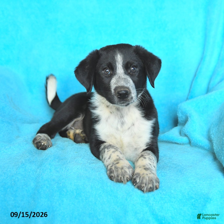 Mixed Breed dogs Buddy - Ad 2