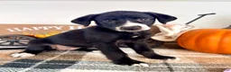 Border Collie dogs for sale: Hazel - Ad 5