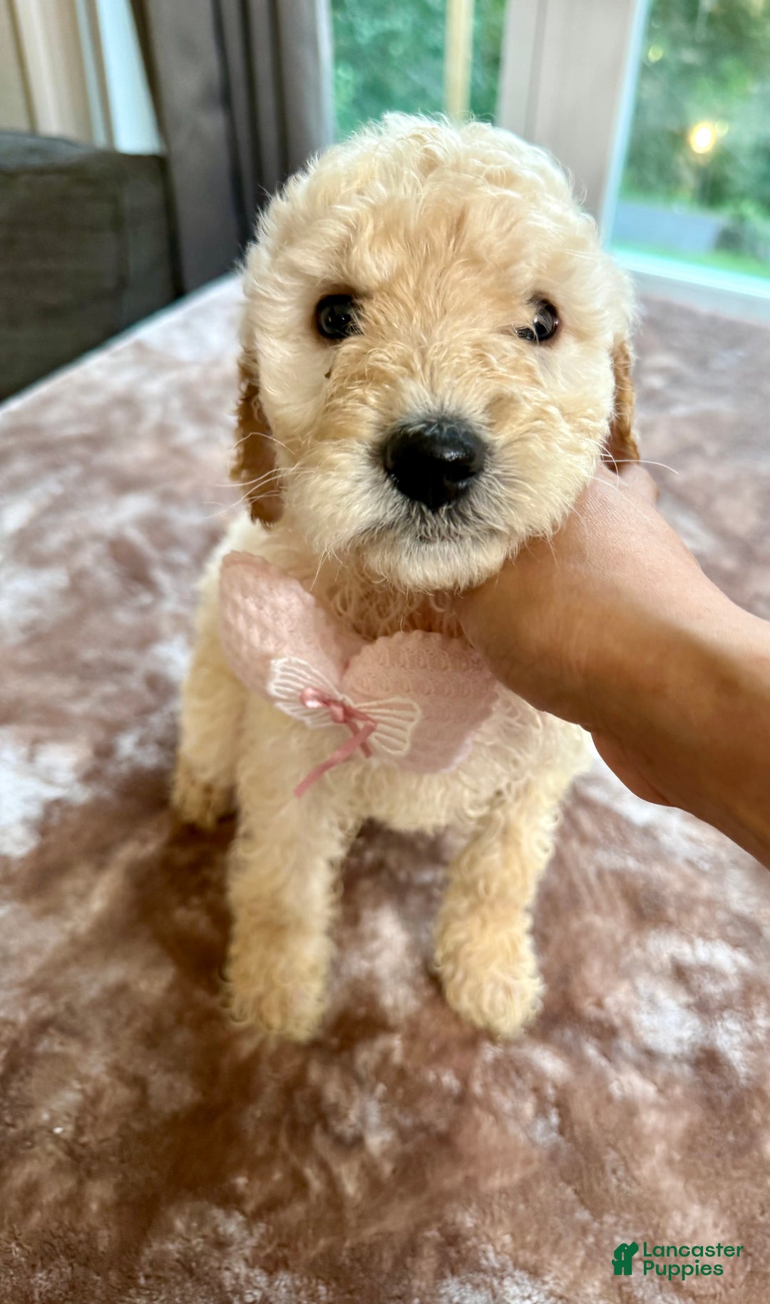 Standard Poodle dogs for sale: Standard Poodle Puppy 2 - Ad 1