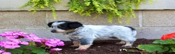 Australian Cattle Dog dogs for sale: Beauty - Ad 6